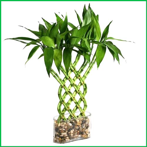 Asian Flora Limited Kurunegala Sri Lanka